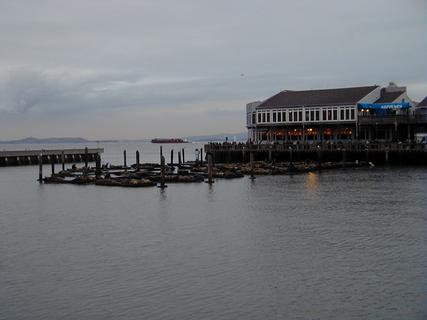 Seals at Pier 39, Fisherman's Wharf<br>Location: <a href="https://www.google.com/maps/search/?api=1&query=37.80967,-122.4124" target="_new">Pier 39, Fisherman's Wharf</a>